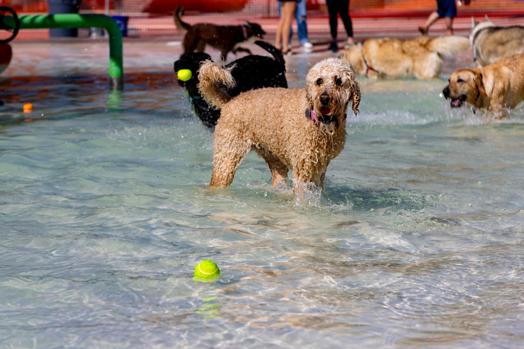 Dog playing fetch with a ball in a sunny park