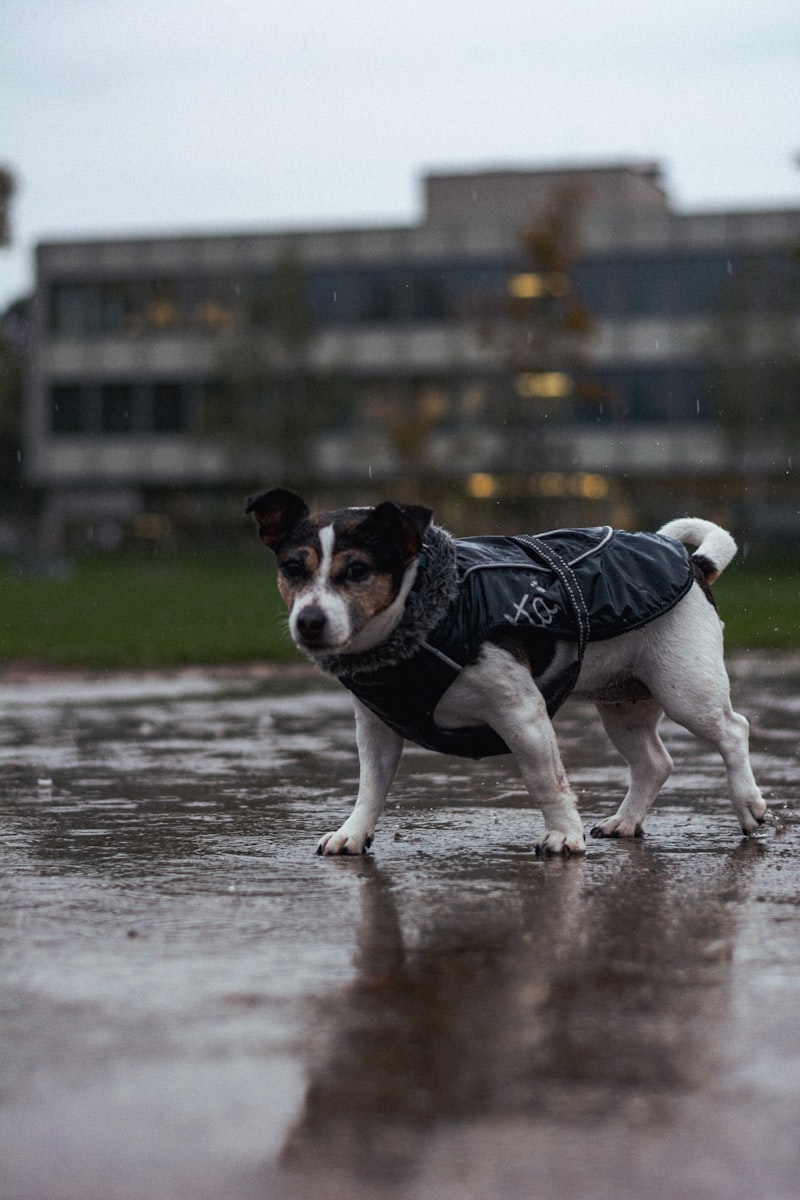 Small dog wearing a jacket on a rainy day walk outside