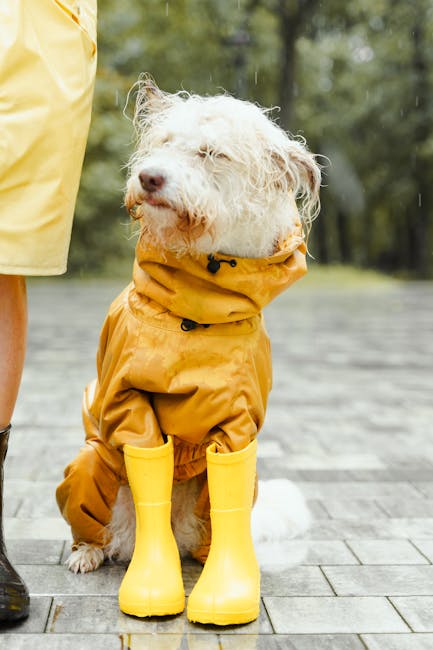 dog wearing yellow raincoat and boots sitting next to owner on rainy day
