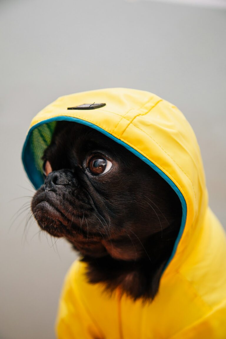 Black puppy wearing a yellow dog raincoat outdoors in wet weather