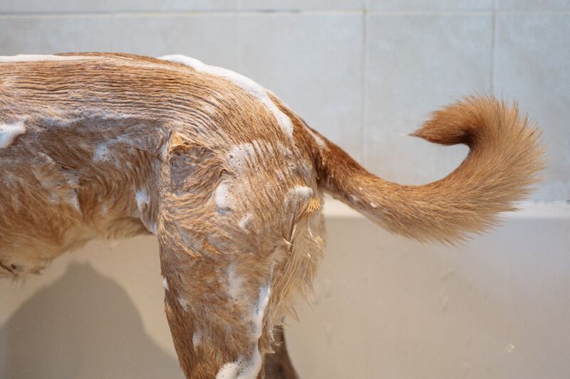 Dog standing next to bathtub ready for spring grooming and health assessment