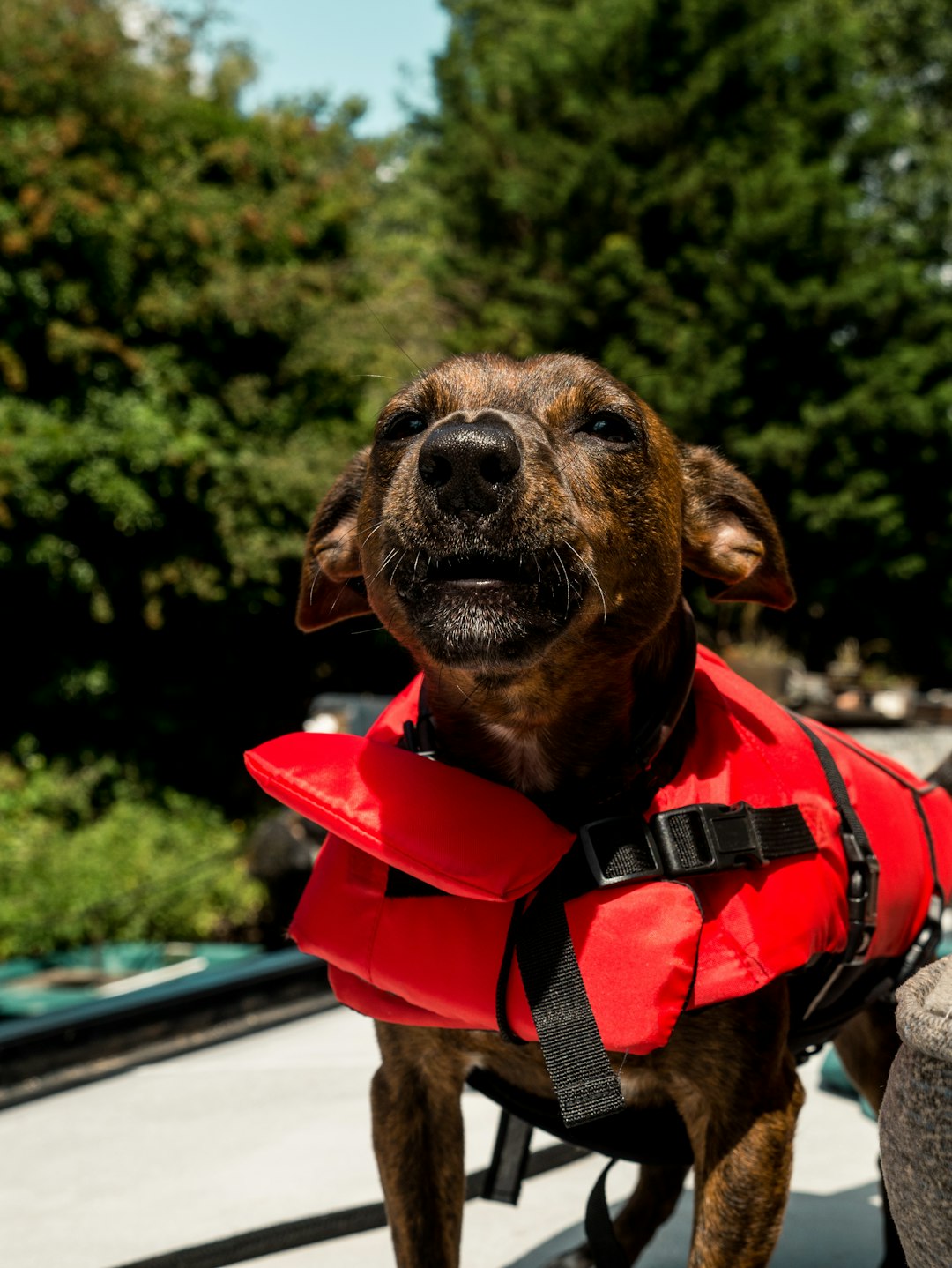 Brown dog wearing red life vest for safe water activities