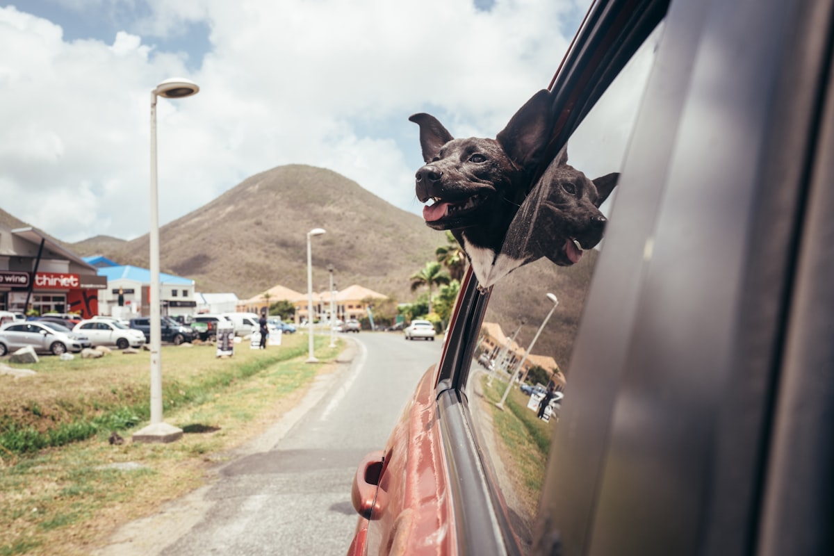 Dog ready for a road trip car travel adventure with safety tips