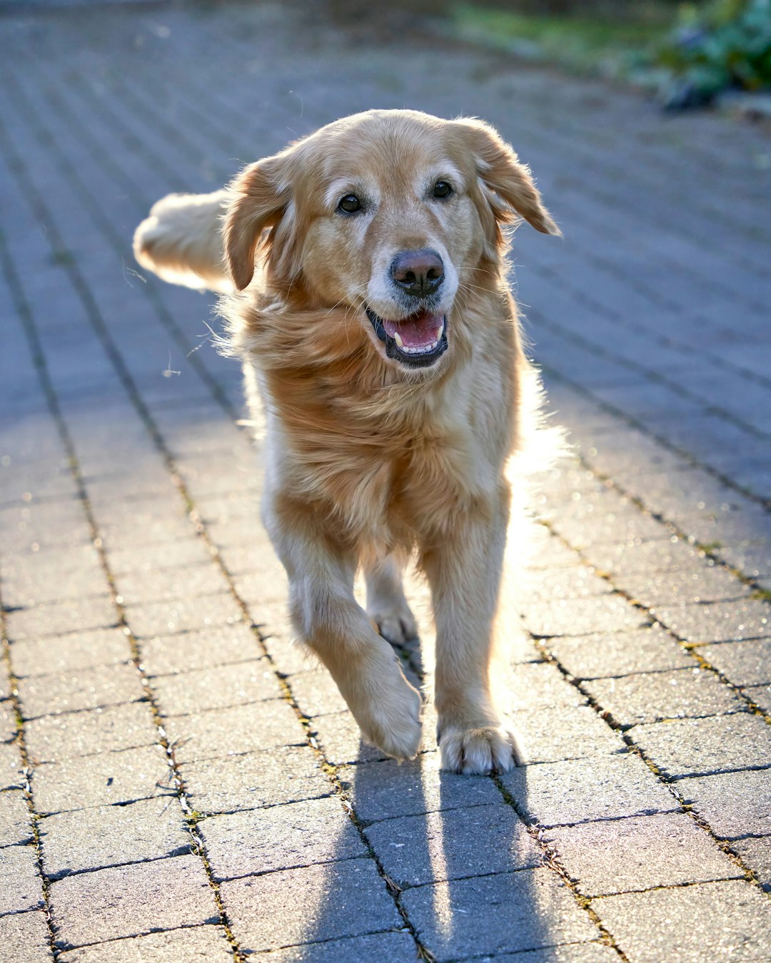 Happy golden retriever running on paved exercise path