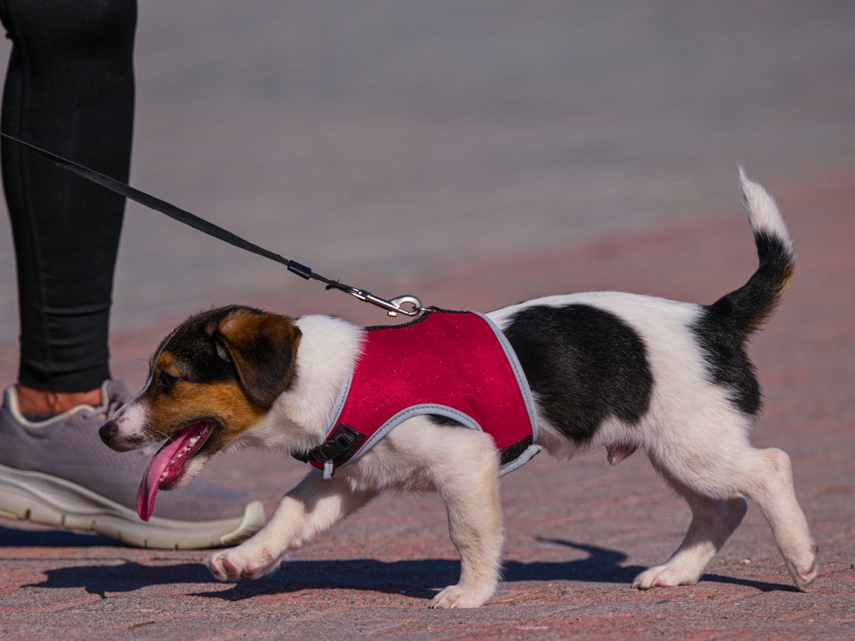Dog wearing safety harness with reflective elements
