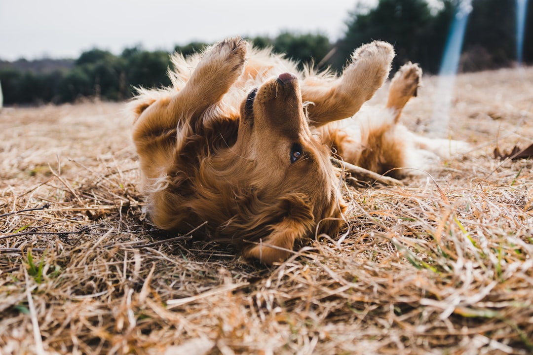 Golden retriever scratching due to spring allergies showing common allergy symptoms in dogs