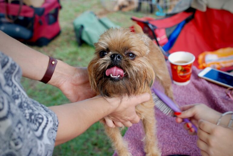 Dog being brushed during grooming session to reduce shedding