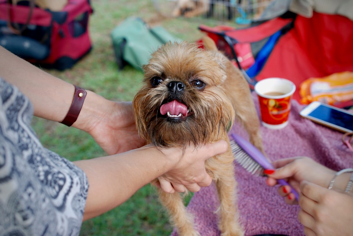 Dog being brushed during grooming session to reduce shedding