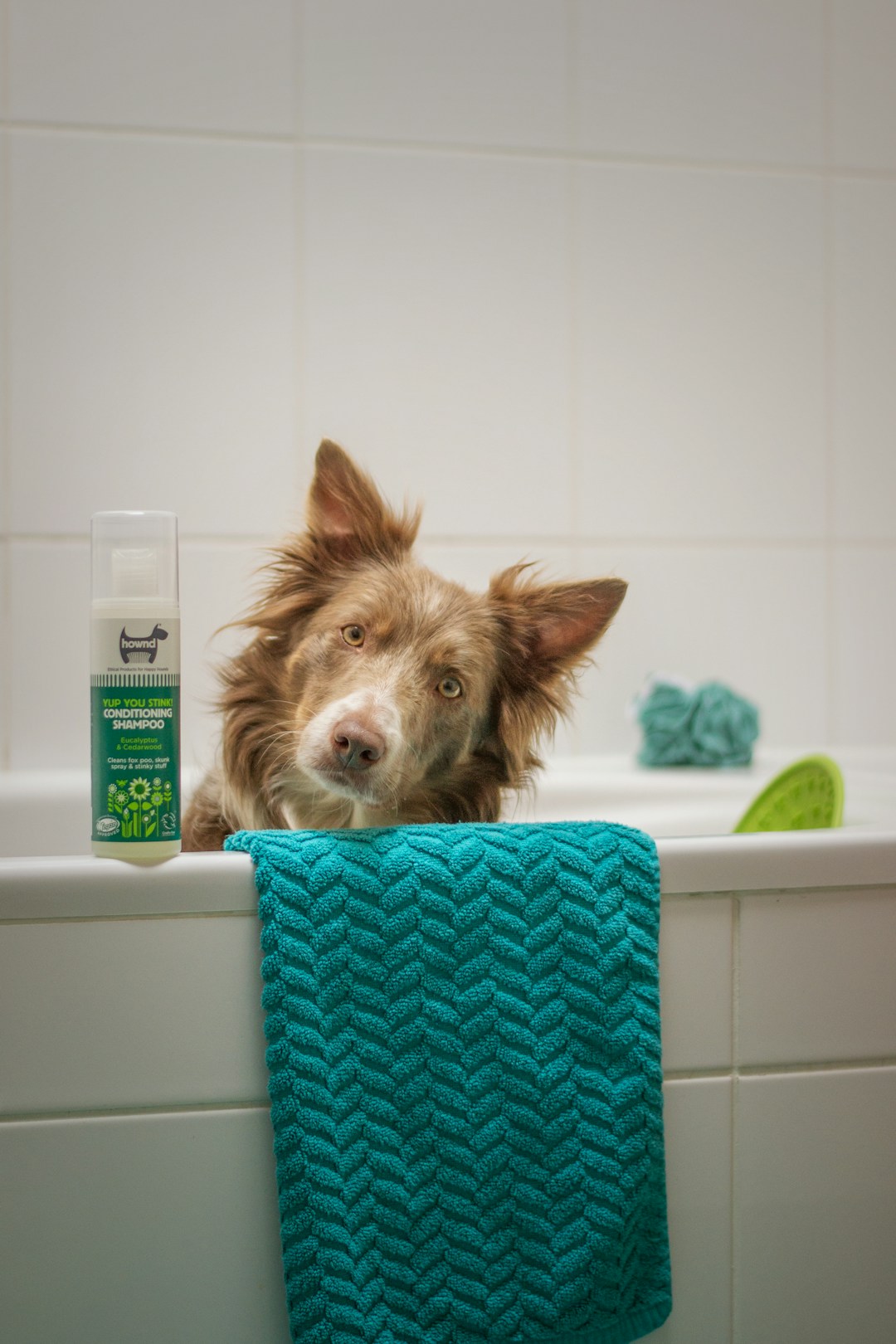 Dog sitting in a bathtub ready for a bath