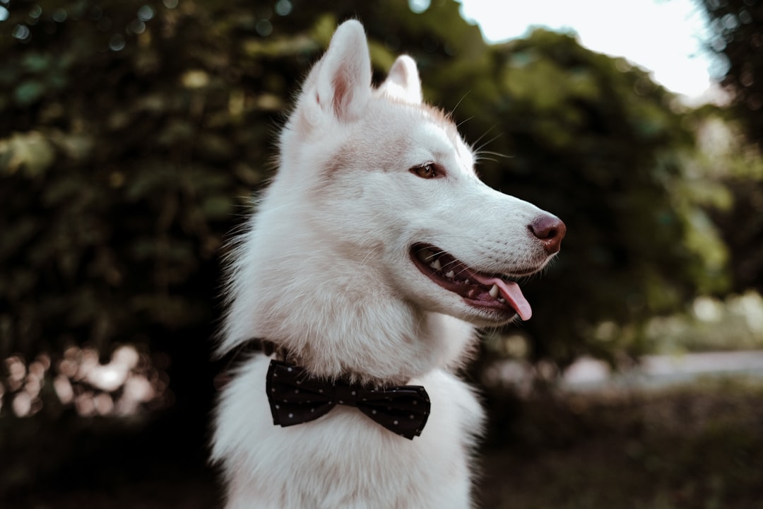 Elegant dog wearing formal attire for special occasions