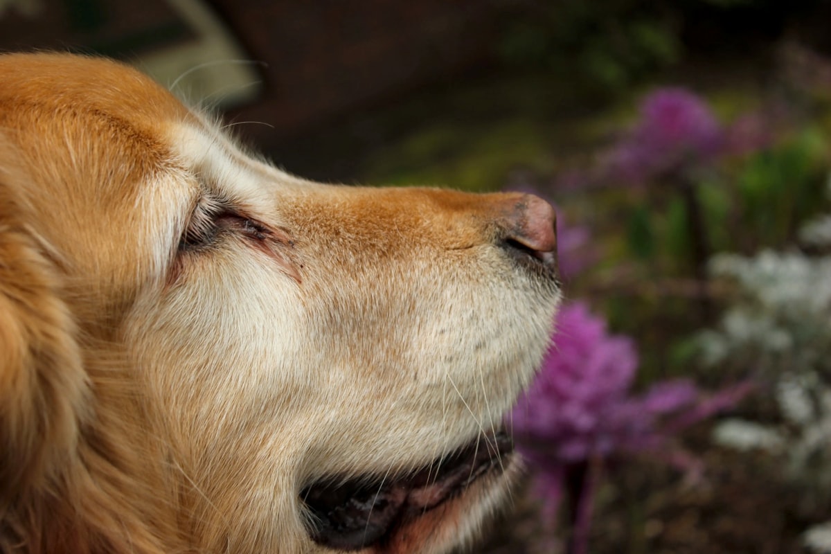 Golden retriever dog sniffing spring flowers showing signs of seasonal allergies