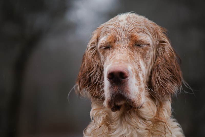 Close-up of dog with closed eyes showing spring allergy symptoms