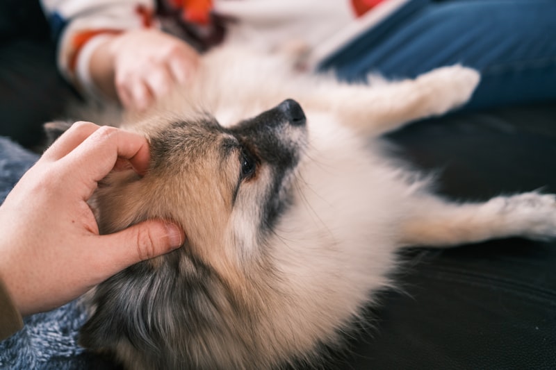 Person petting fluffy dog showing comfort and spring allergy treatment care