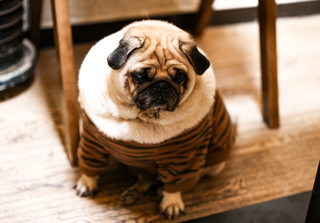 Stylish dog sweater fashion for special events and occasions