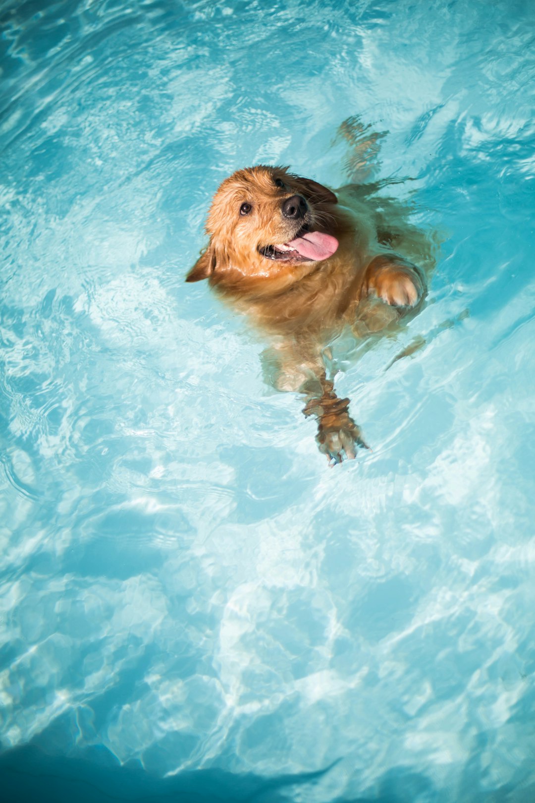 Long-coated brown dog swimming in pool for low-impact exercise