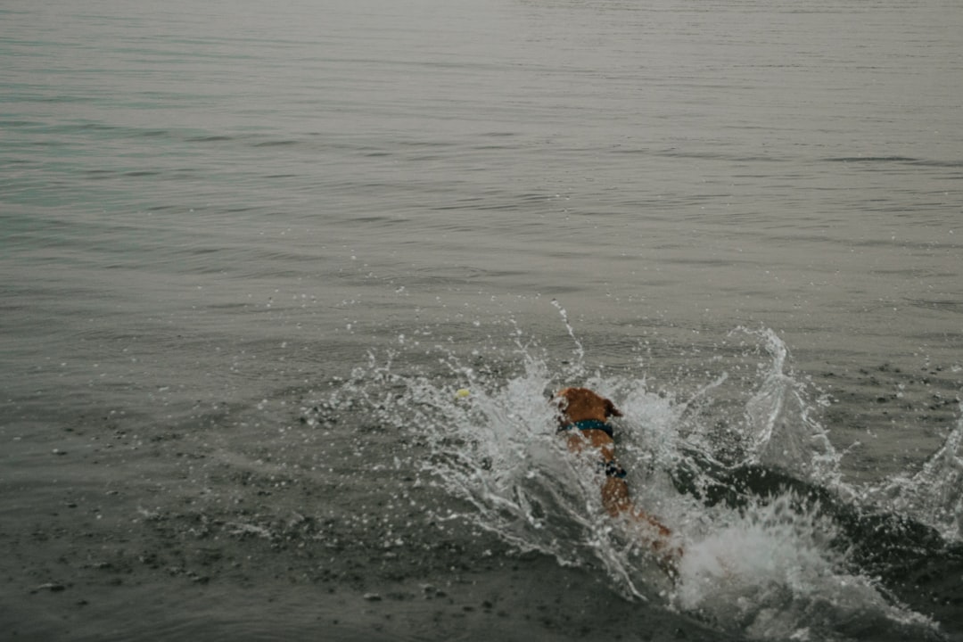 Dog swimming happily in lake during outdoor adventure