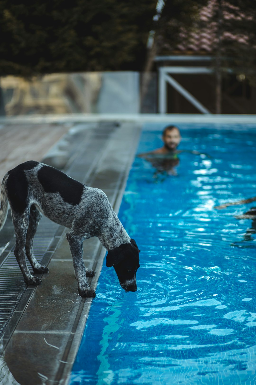 Dog enjoying swimming in pool during summer with safety gear