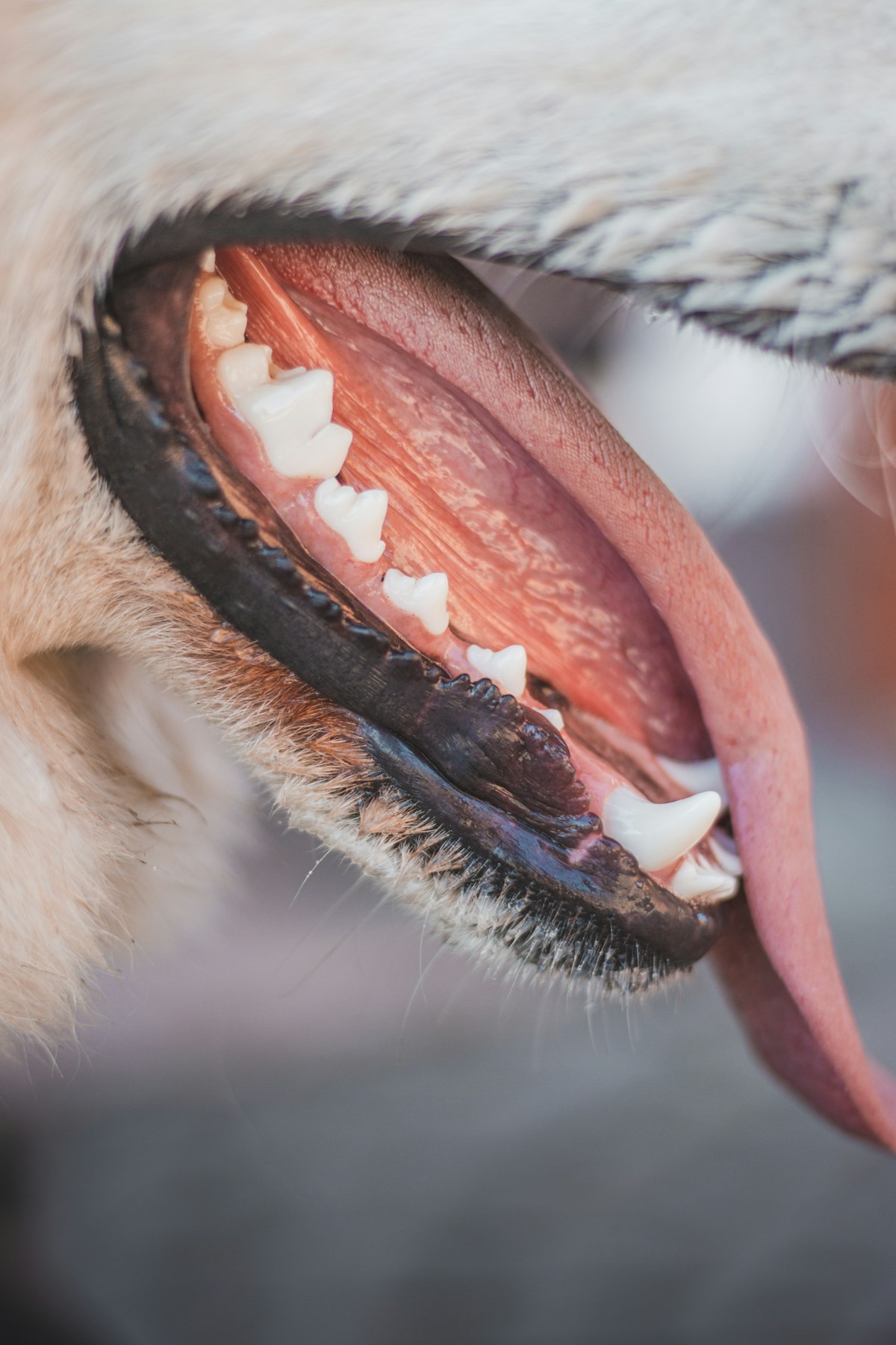 Close up of dog teeth and mouth during dental health check