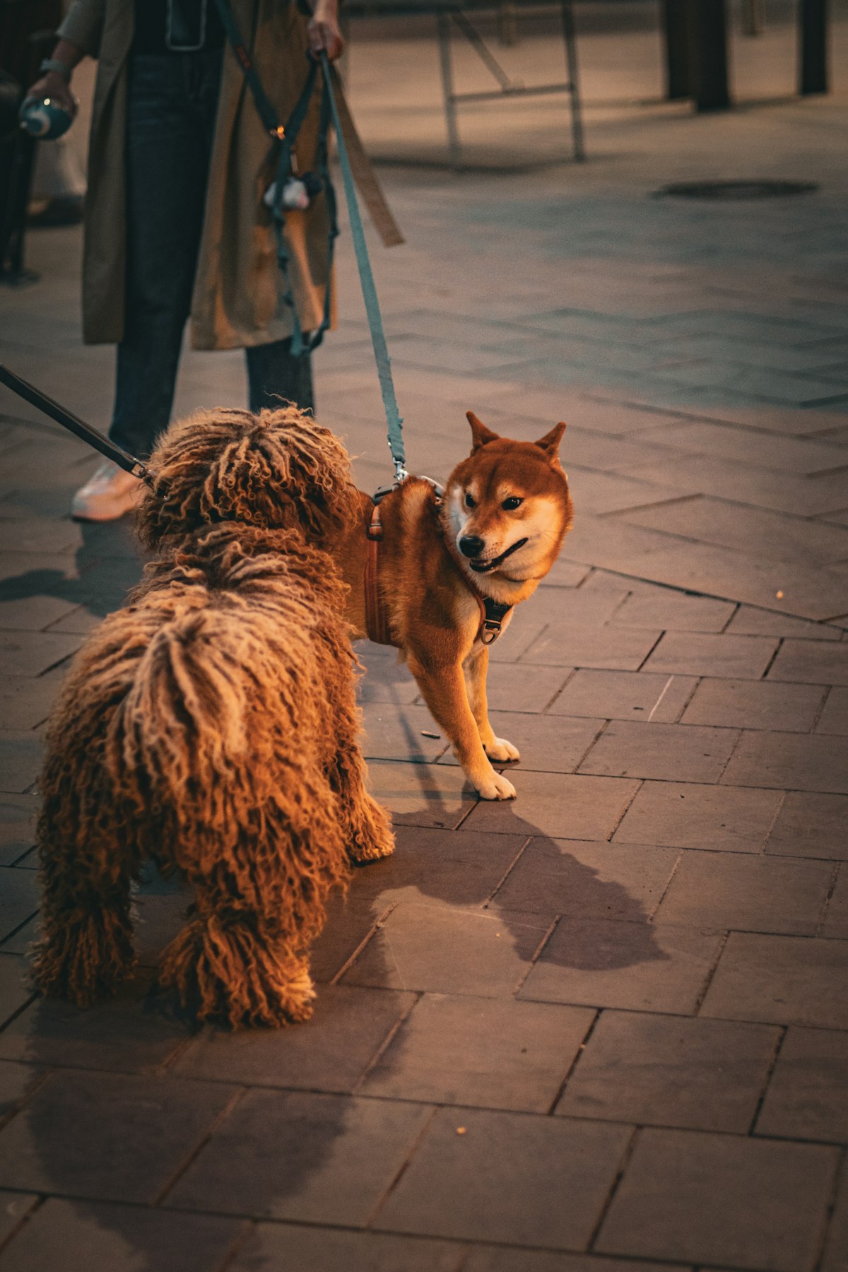 Dog walking calmly on leash practicing socialization skills in a busy environment