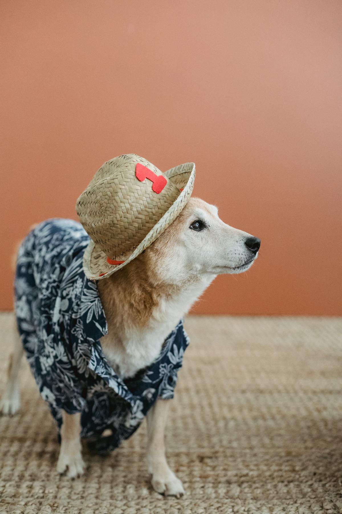 Dog wearing a floral shirt and straw hat - summer dog clothing style