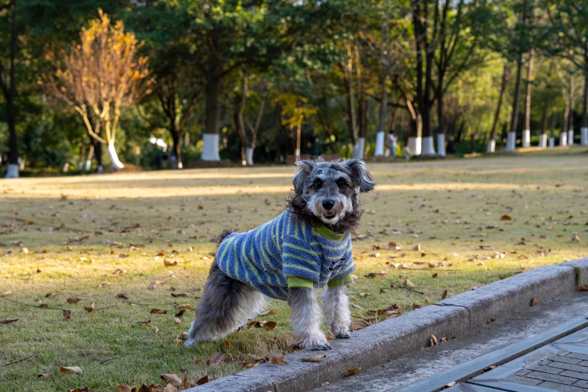 Dog wearing a cozy striped sweater in a park