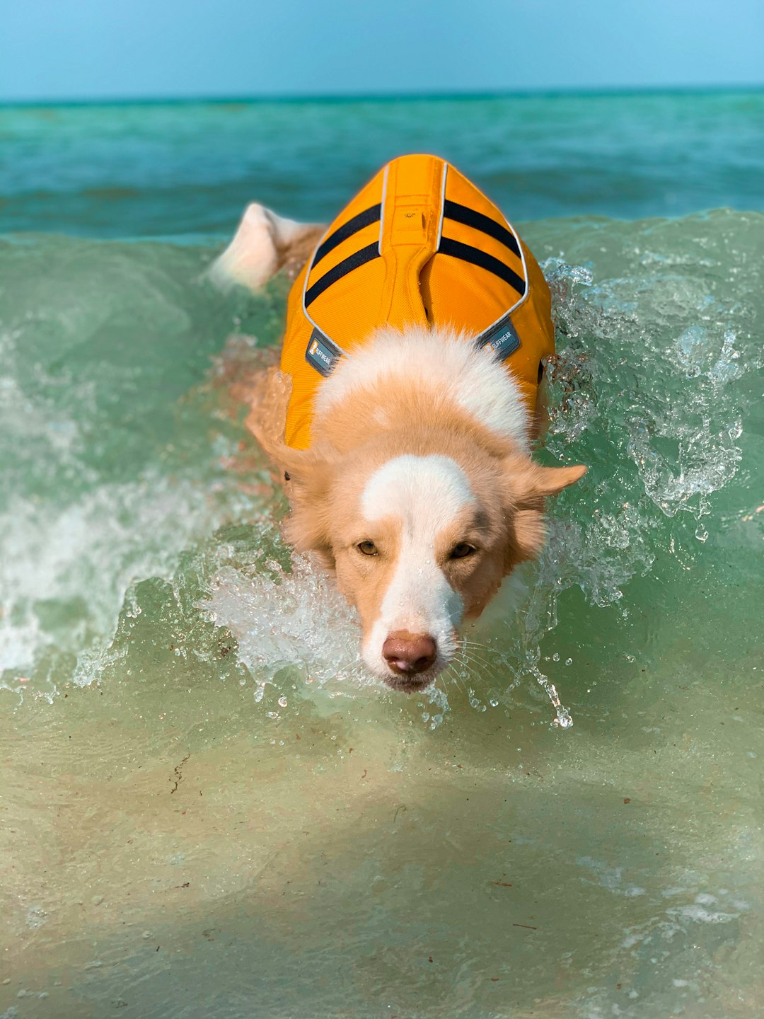 Dog in yellow life vest swimming safely in open water