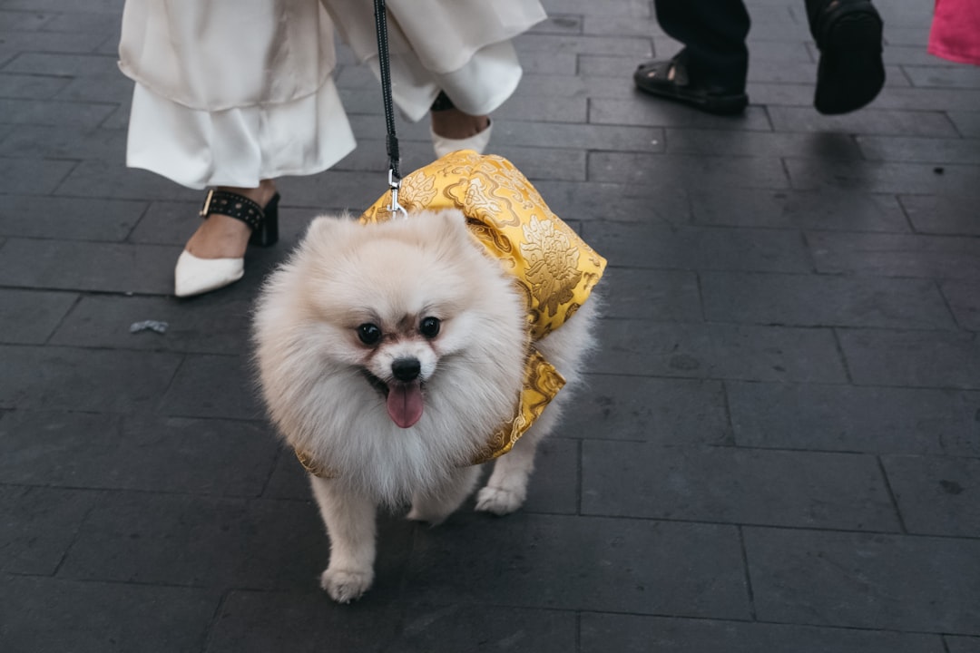 Dog in formal wedding wear with tuxedo style outfit