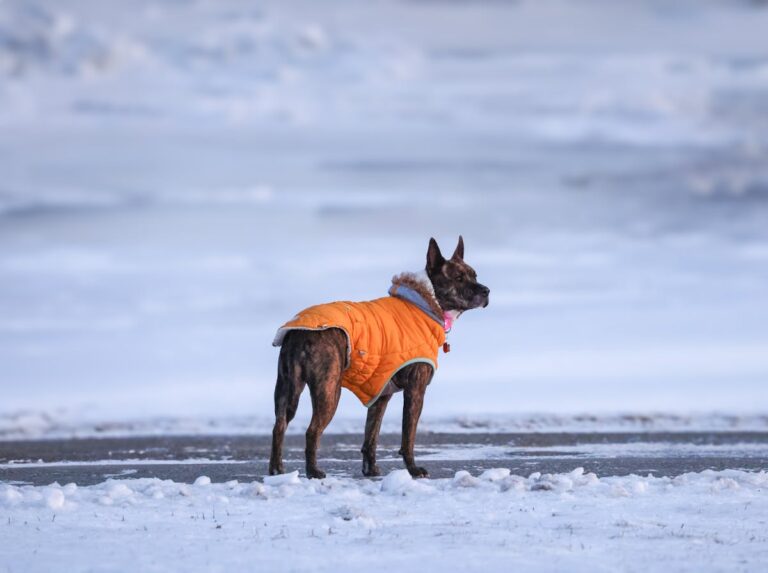 Dog wearing orange winter walking gear jacket in snow