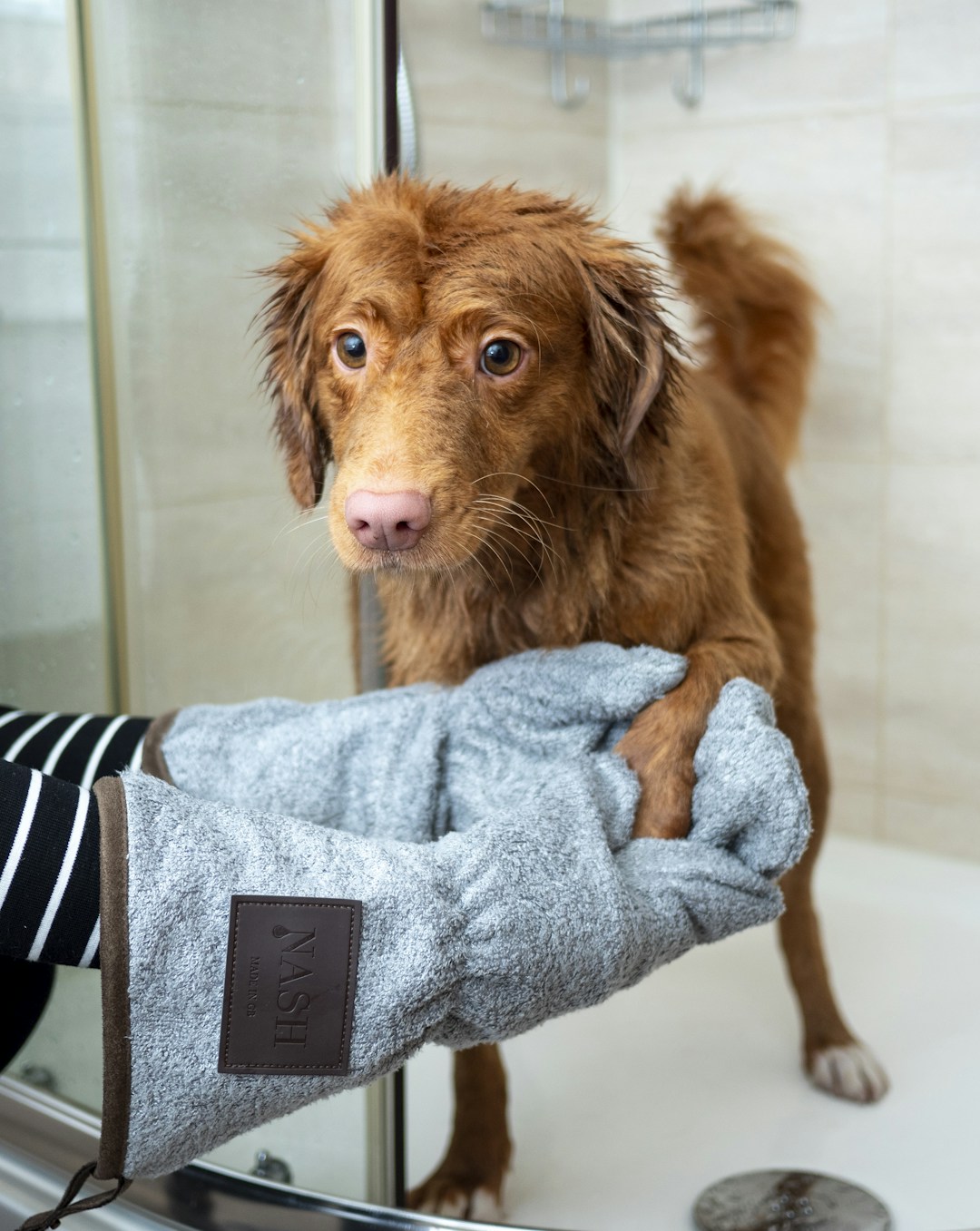 Dog wrapped in a blue towel after bath time