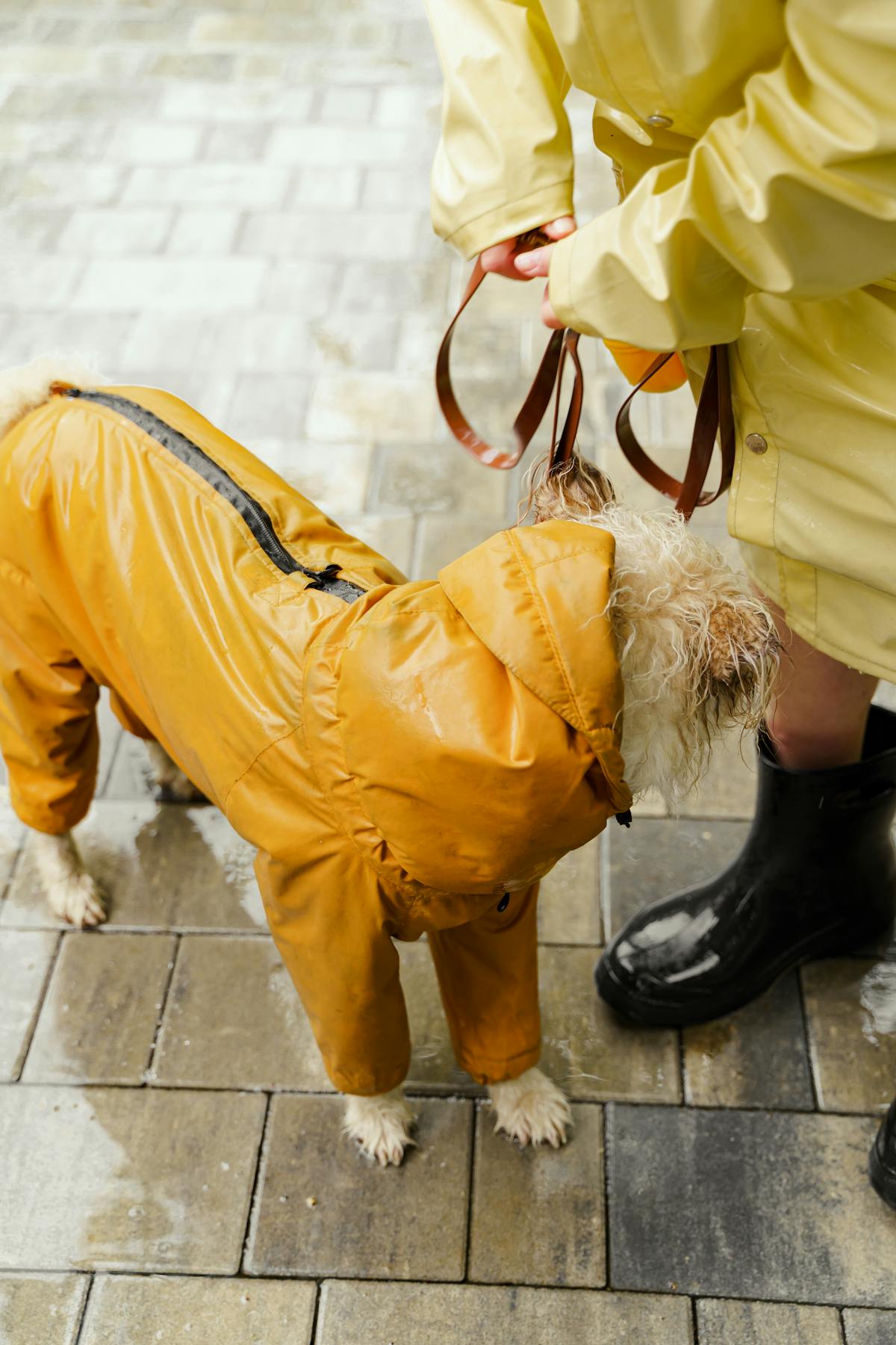 Dog wearing a bright yellow waterproof raincoat ready for a walk in the rain