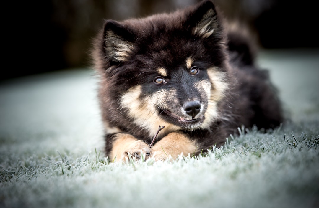 Black and brown dog wearing waterproof winter coat on grass field