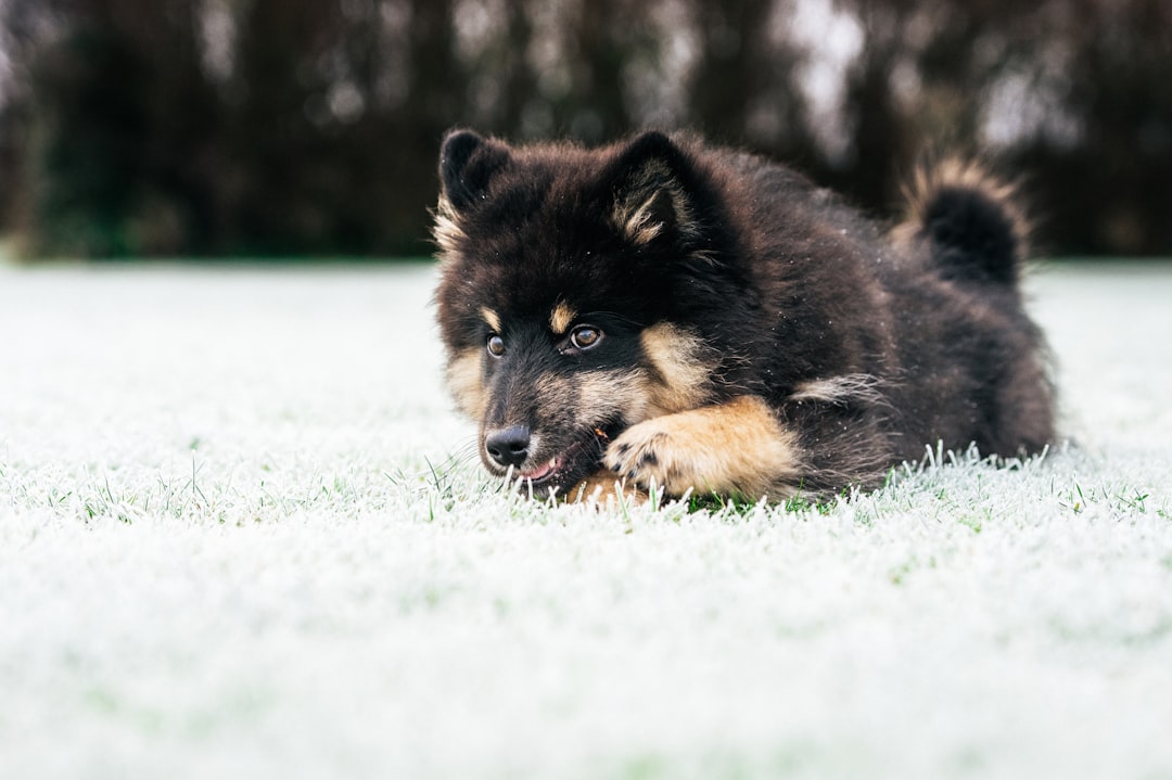 Black and brown dog wearing winter protection on grassy field