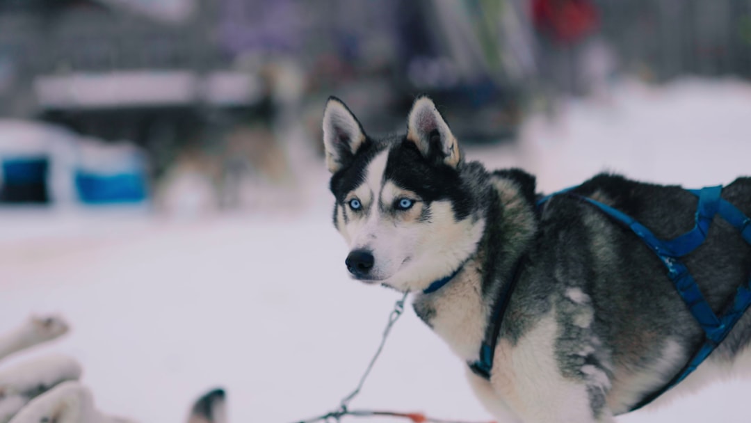 Dog wearing high-quality winter harness system for cold weather protection
