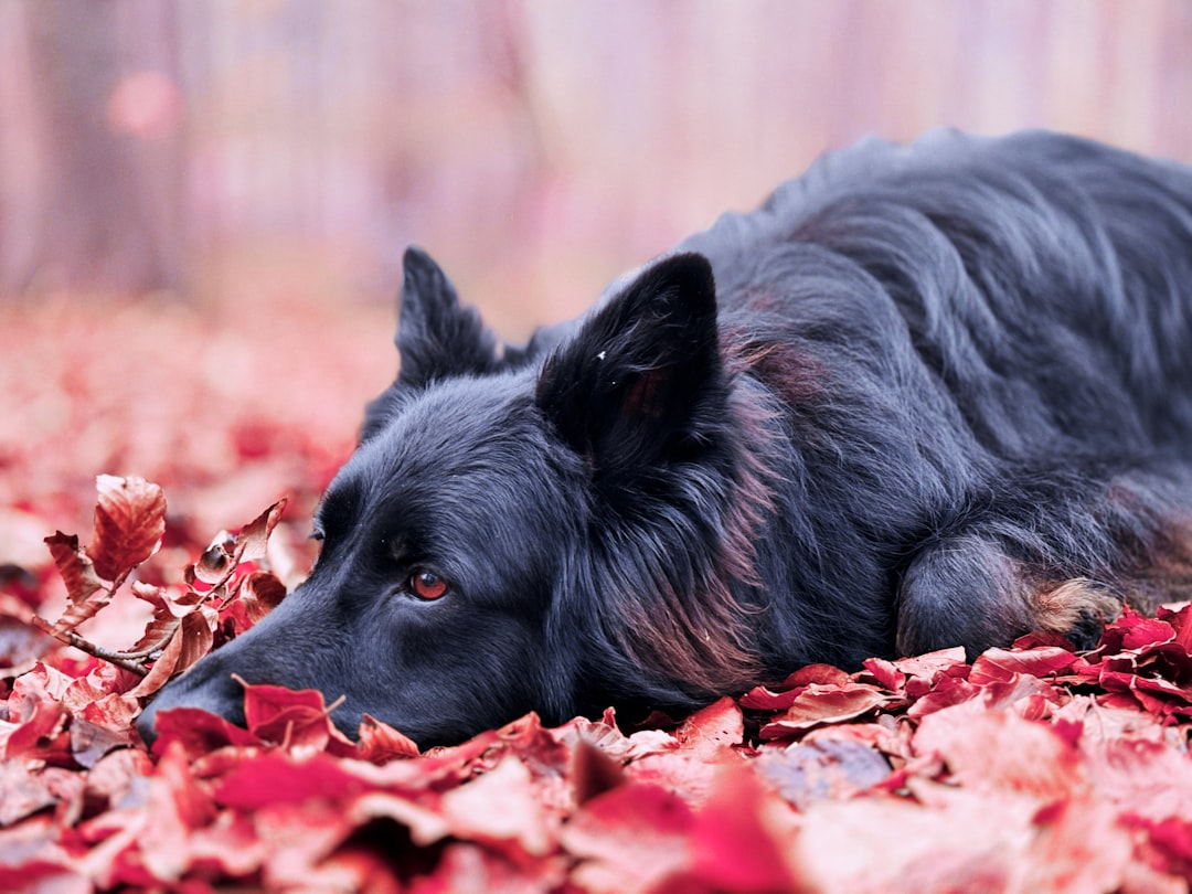 Black dog relaxing on autumn leaves wearing protective winter coat