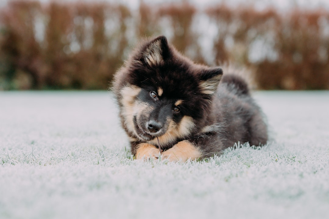 Small dog wearing waterproof winter coat lying in fresh snow