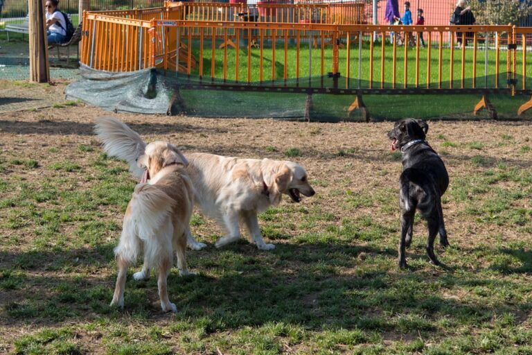 Dogs socializing and playing together at a dog park during off-leash socialization session