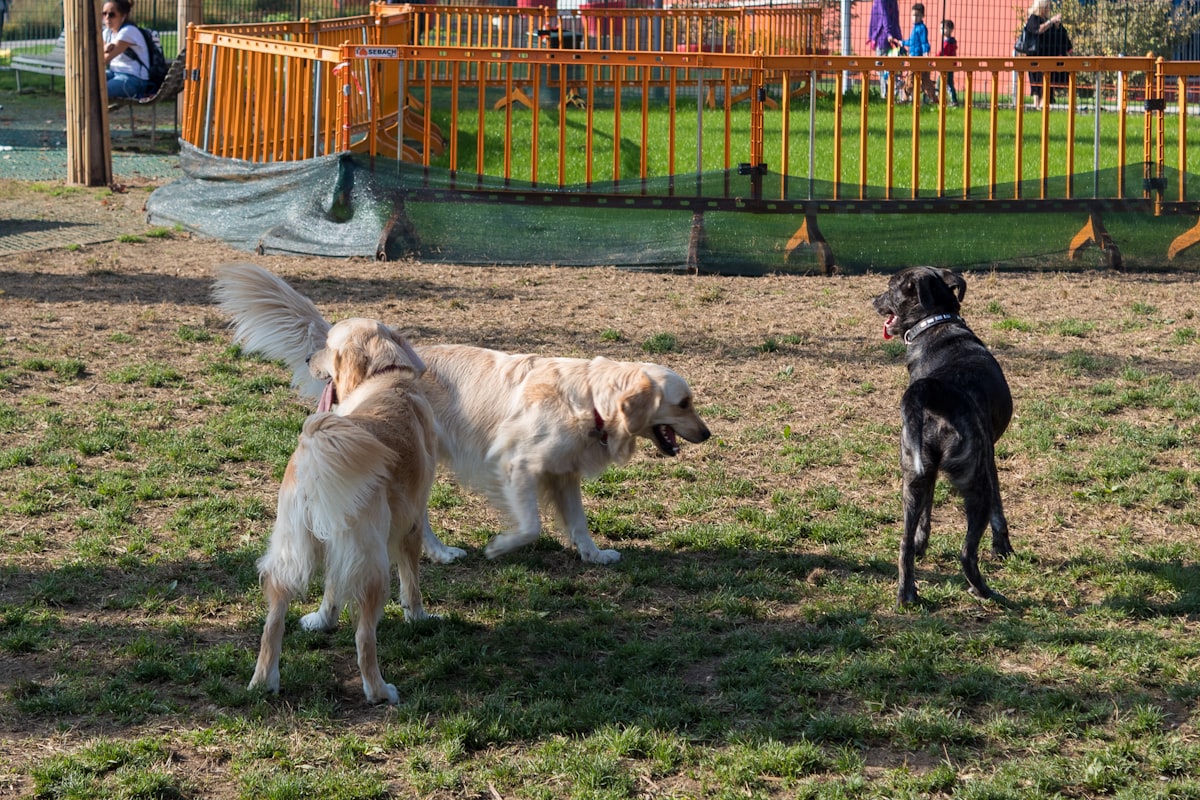 Dogs socializing and playing together at a dog park during off-leash socialization session