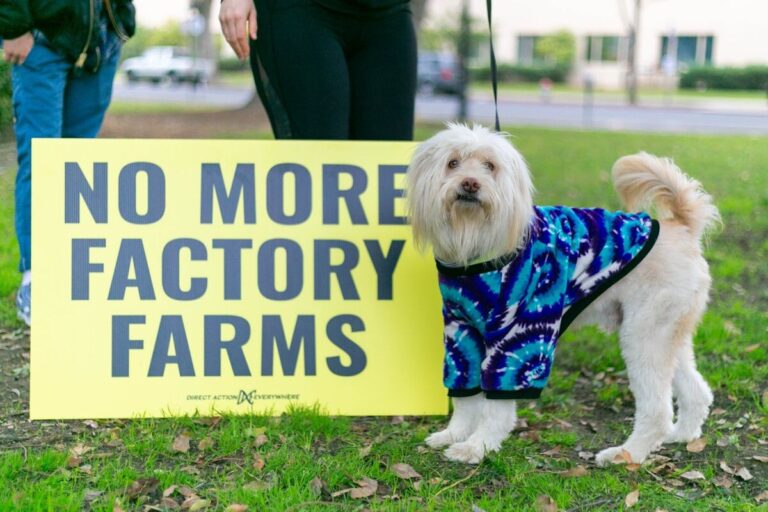 Eco friendly dog clothes featuring a cute white dog wearing sustainable natural fabric shirt