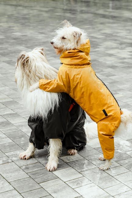 two dogs sitting on wet pavement wearing colorful waterproof raincoats
