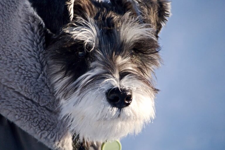 Winter Coats for Dogs: Complete Guide to Keeping Your Pet Warm and Safe