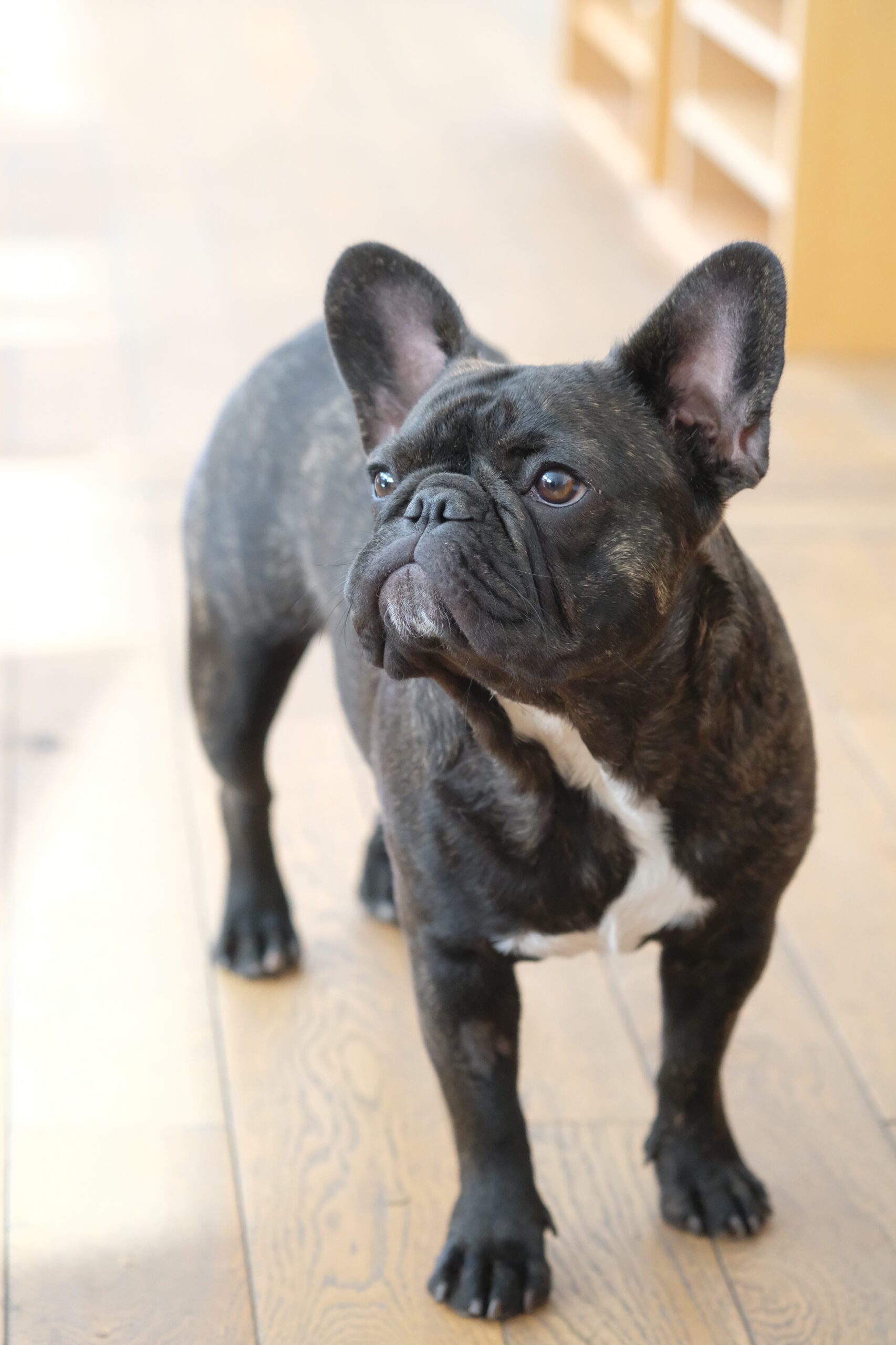 Brindle French Bulldog showing the breed characteristic barrel chest body shape