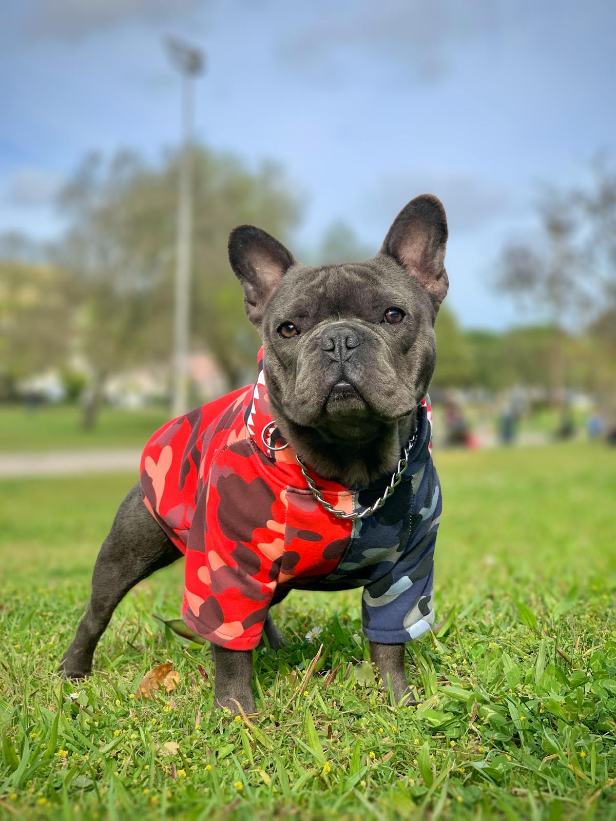 French Bulldog wearing a properly fitted camouflage jacket showing correct chest and back coverage