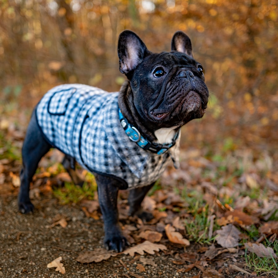 French Bulldog wearing a cozy knit sweater perfect for chilly days
