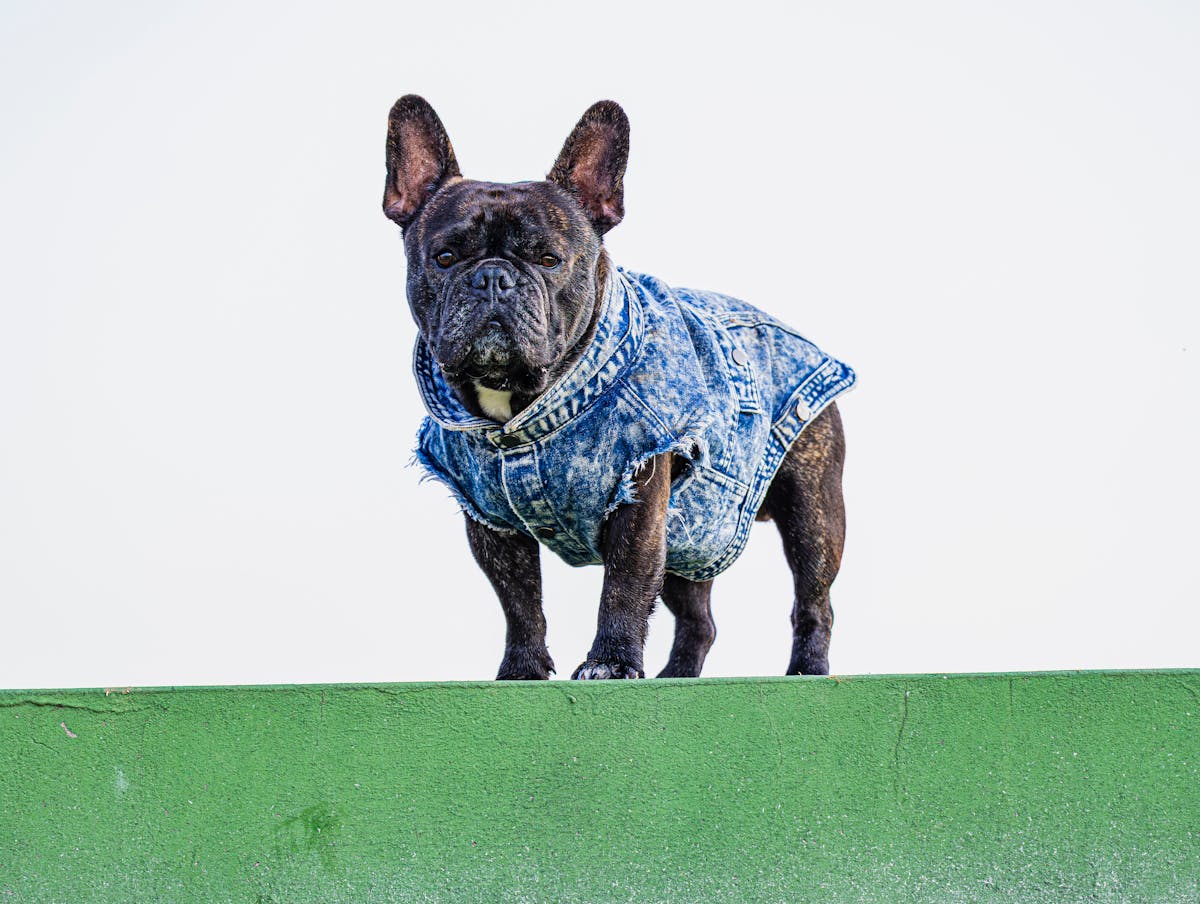 French Bulldog wearing a fitted denim jacket showing proper dog clothing fit