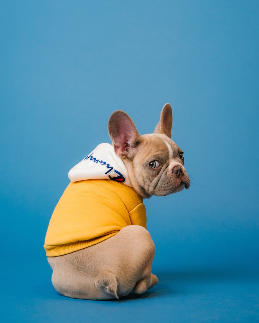 French Bulldog wearing an orange hoodie sweater for extra warmth