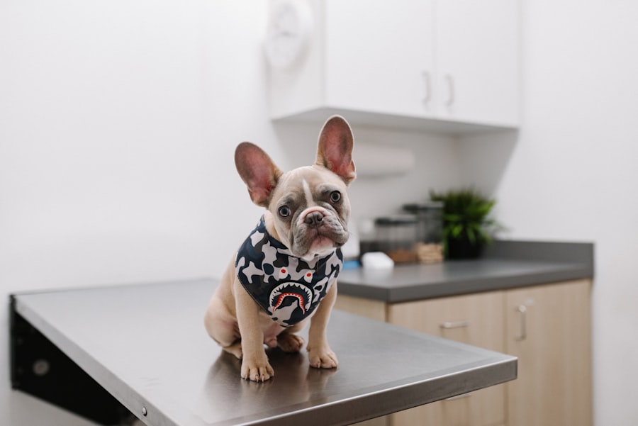 French Bulldog wearing a stylish polka dot sweater for cold weather