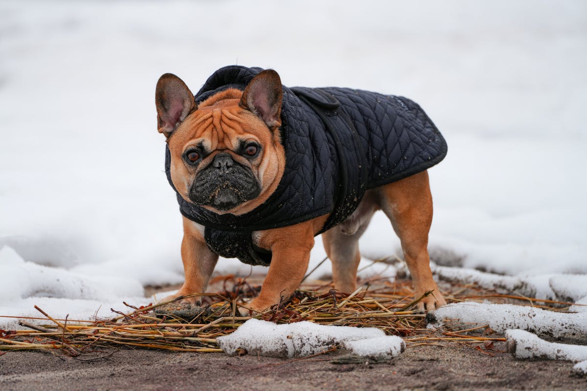 French Bulldog wearing a warm winter jacket standing in snowy conditions, fully protected for cold weather walks