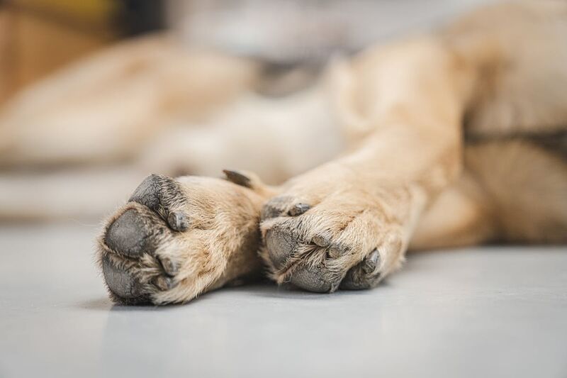 German shepherd paw inspection checking between toes for debris and injuries