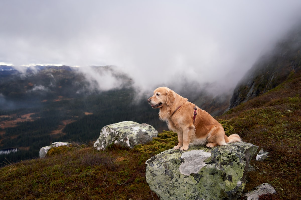 Golden retriever on a foggy mountain hiking trail during a travel adventure