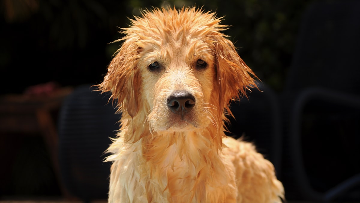 Golden retriever puppy being bathed to help manage shedding and skin health